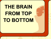 Le cerveau - niveau avanc�