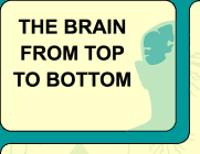 Le cerveau - niveau interm�diaire